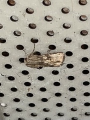 Spodoptera eridania
