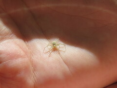 Philodromus rufus
