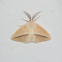 Lychnosea intermicata