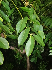 Polyscias cissodendron