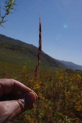 Achnatherum sibiricum