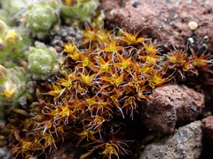 Syntrichia