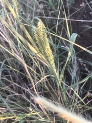 Setaria leucopila