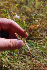 Achnatherum sibiricum