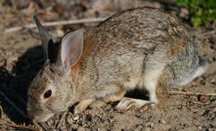 Sylvilagus bachmani