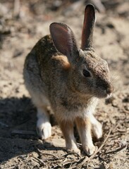 Sylvilagus bachmani