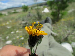 Simsia lagasceiformis