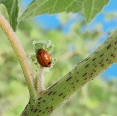 Harmonia octomaculata