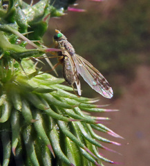 Acanthiophilus helianthi