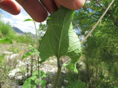 Simsia lagasceiformis