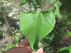 Simsia lagasceiformis