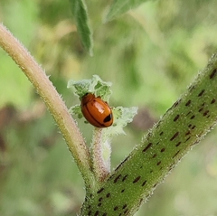 Harmonia octomaculata