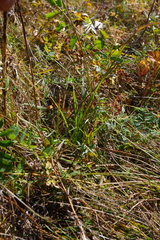 Achnatherum sibiricum