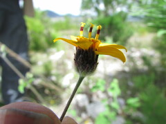 Simsia lagasceiformis