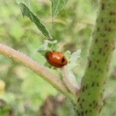 Harmonia octomaculata