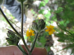 Simsia lagasceiformis