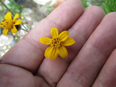 Simsia lagasceiformis