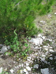 Simsia lagasceiformis