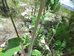 Simsia lagasceiformis