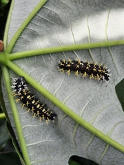 Colobura dirce