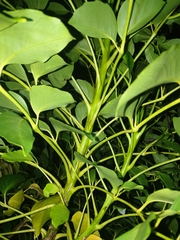 Polyscias cissodendron