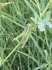 Heteracris pterosticha