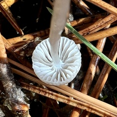 Mycena galopus