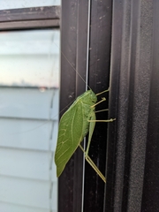 Microcentrum rhombifolium