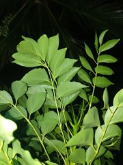 Polyscias cissodendron