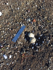 Haematopus palliatus