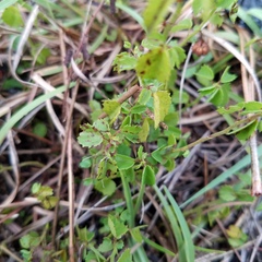 Ayenia euphrasiifolia