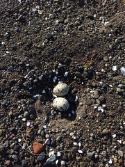 Haematopus palliatus