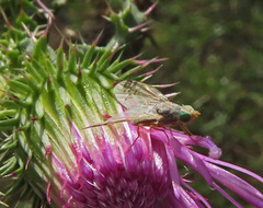 Acanthiophilus helianthi