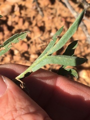 Pelargonium luteolum