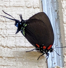 Atlides halesus