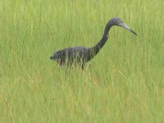 Egretta caerulea × tricolor