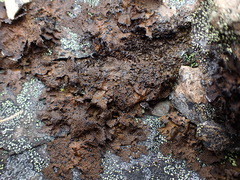 Umbilicaria hyperborea