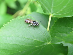 Andrena ventralis