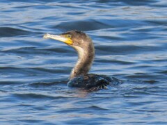 Phalacrocorax carbo lucidus