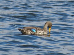 Anas undulata undulata