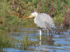 Ardea cinerea cinerea