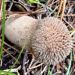 Lycoperdon perlatum