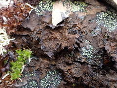 Umbilicaria hyperborea