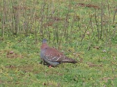 Columba guinea phaeonota