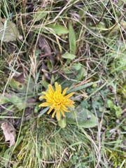 Taraxacum serotinum