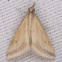 Microtheoris ophionalis