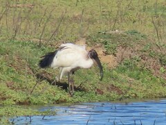 Threskiornis aethiopicus
