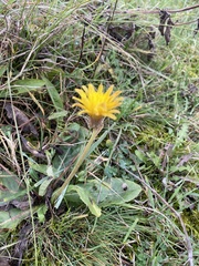 Taraxacum serotinum