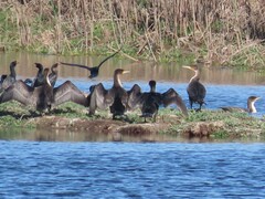 Phalacrocorax carbo lucidus