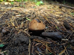 Suillus luteus